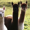 Image 3: Alpaca Adventure: Meet & Trek a New Fluffy Friend in Bishop Auckland
