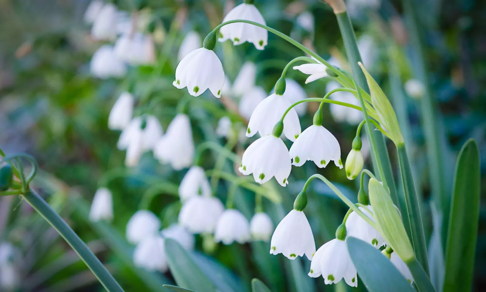 Leucojum Summer Snowflake Bulbs (10-Pack) - Primary Image