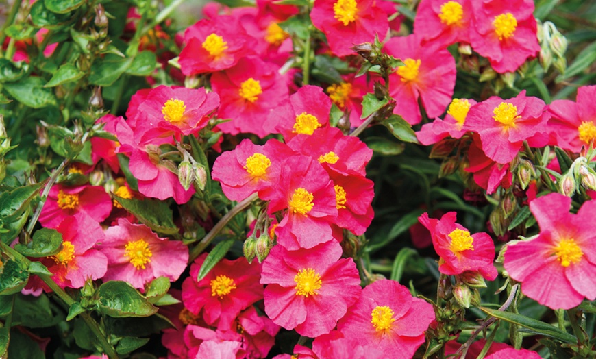 Image 10: Mixed Seasonal Alpine/rockery Plants - Potted or Plug Plants