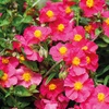 Image 10: Mixed Seasonal Alpine/rockery Plants - Potted or Plug Plants