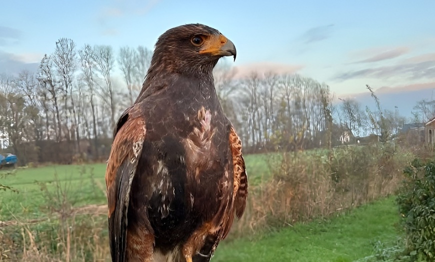 Image 6: Roofvogelworkshop