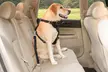 3 PCS Adjustable Pet Dog Cat Car Seat Belt Safety Leads Vehicle Seatbelt Harness - Second Medium