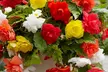 Begonia Pendula Tubers - 5 or 10 Plants - Second Medium