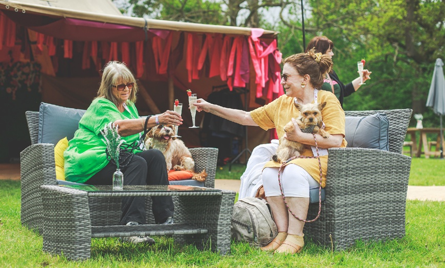 Image 9: DogFest 2025 | Your Favorite Dog-Friendly Festival 