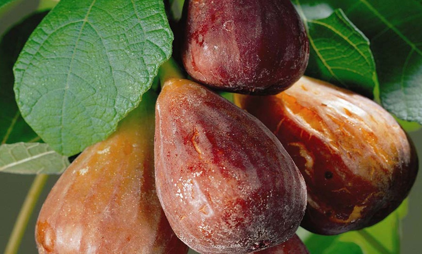 Image 2: One or Two Fig 'Brown Turkey' Potted Plants