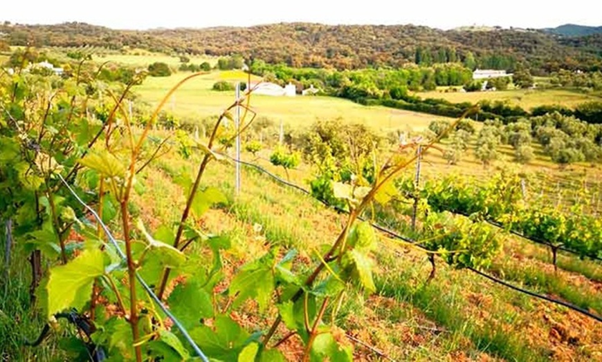 Image 10: Visita a bodega de 1 hora y media con cata de vino para 2 o 4 personas