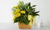Same-Day Plant Gifts from FTD.com: Unique Plants and Succulents Collection Up to 50% Off