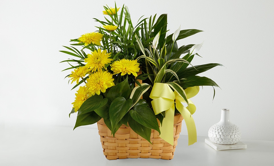 Unique Plant Gifts FTD.com Same-Day Delivery Up to 50% Off