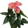 Image 8: Anthurium
