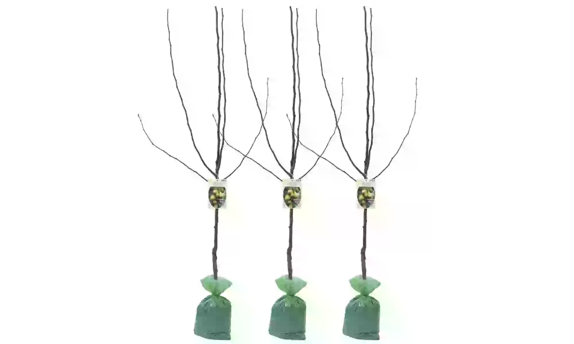 3x oder 5x Set Obstbäume
