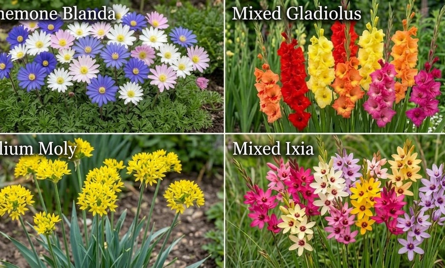 Image 25: Graduation Flower Bulb Collections