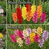 Image 25: Graduation Flower Bulb Collections