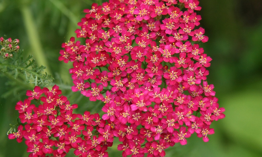 Image 2: Rainbow Perennial Collection - 72 or 144 Plants