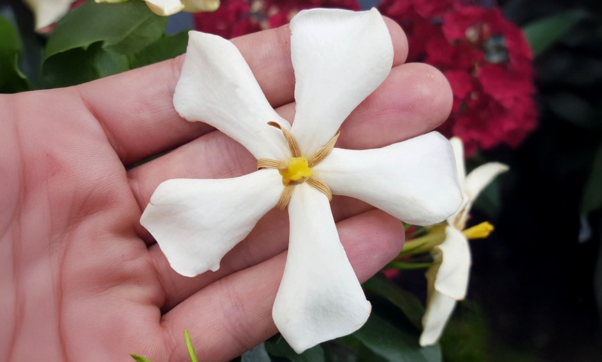 Image 3: Three Packs of Gardenia Collection, Established Plants in 9cm Pots