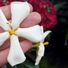 Image 3: Three Packs of Gardenia Collection, Established Plants in 9cm Pots