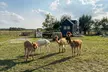 Odkryj sielski świat zwierząt: bilety do mini zoo dla 1, 2, 3 lub 4 osób na Ranczu Urzecze (do -29%) - Image 5