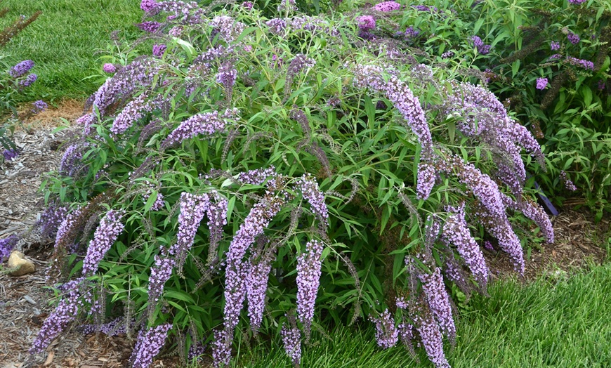 Image 4: Arbuste Buddleia Wisteria Lane