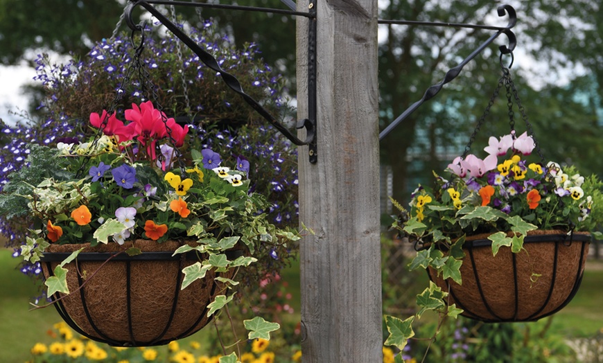 Image 5: Garden Hanging Basket Collection