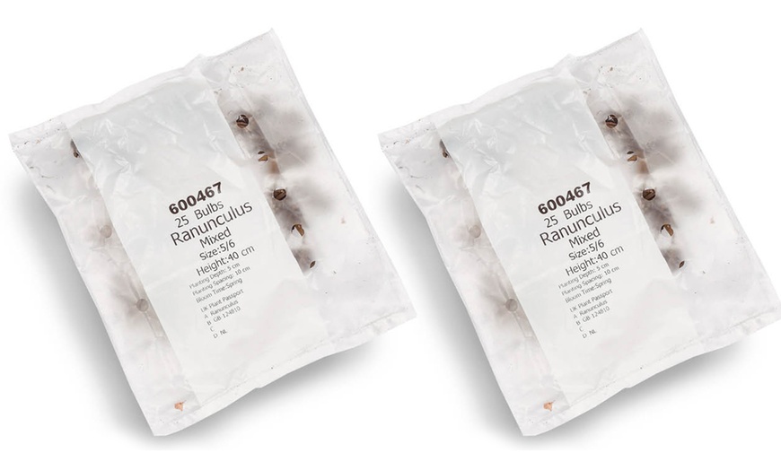 Image 8: 25 or 50 Ranunculus Spring Flowering Bulbs