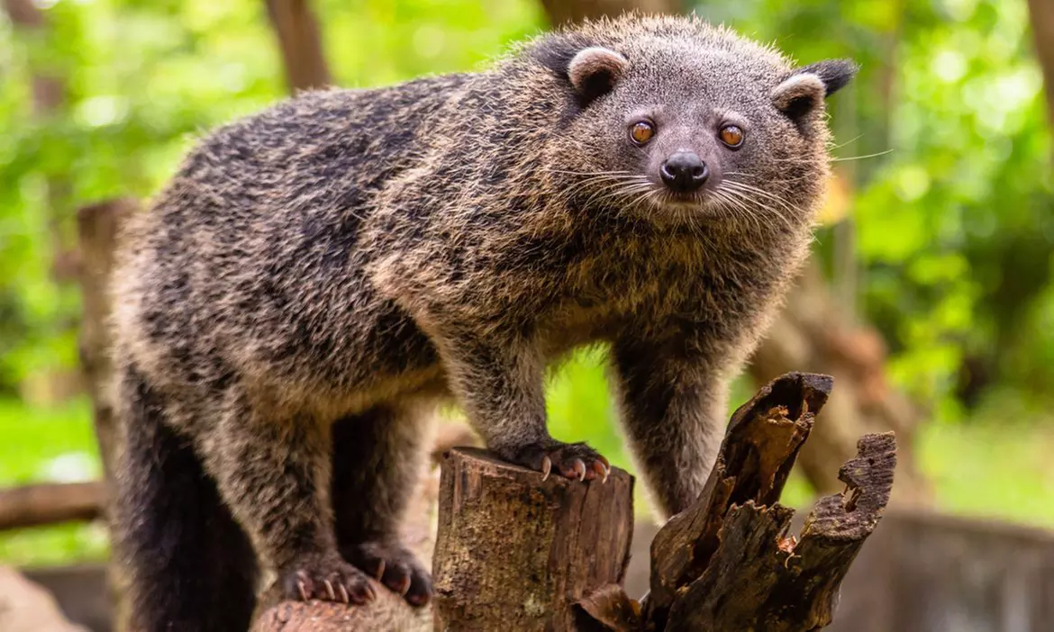 IMG Worlds Of Adventure with Dubai Frame, Miracle Garden, and More