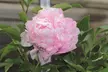 Peony Double Collection – 1 or 3 Potted Plants - Image 3
