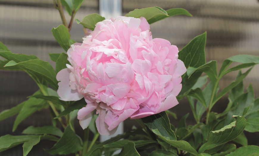 Image 3: One or Three Peony Double Potted Plants