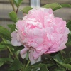 Image 3: One or Three Peony Double Potted Plants