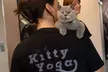 Kitty Yoga or Kitty Therapy in London – 60-Min Yoga or 40-Min Kitty Therapy (Up to 22% Off) - Image 4