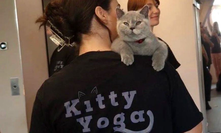 Image 4: Find Your Zen: Yoga Classes With Adorable Kittens in London
