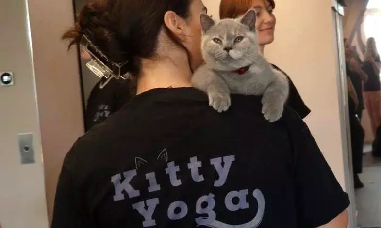 Find Your Zen: Yoga Classes With Adorable Kittens in London