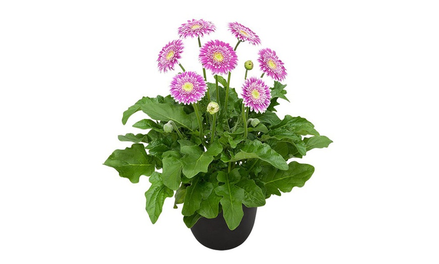 Image 4: Gerbera Sweet Fiesta Plant