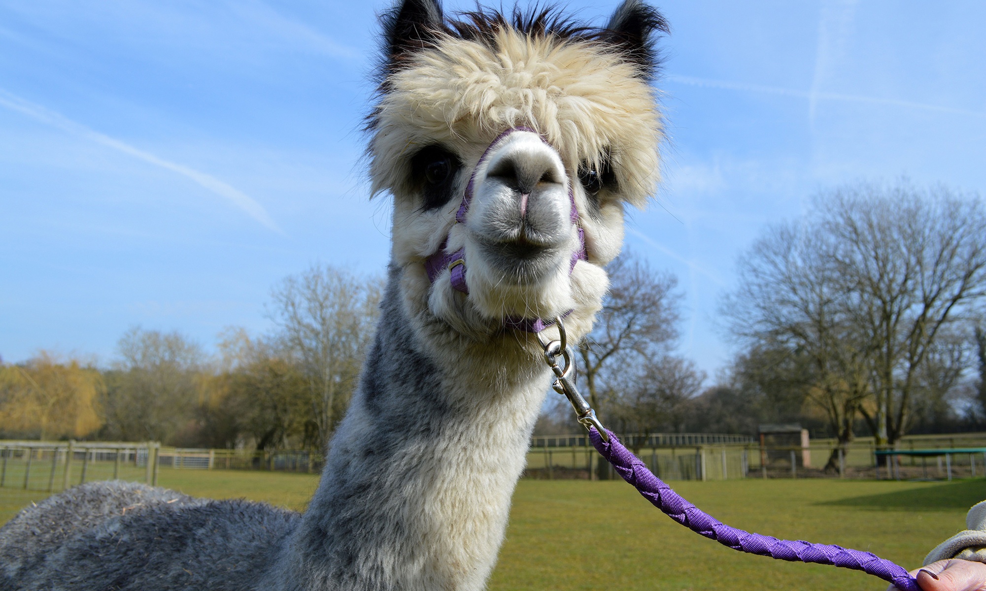 Alpaca Farm Experience at Pennybridge Meet, Feed & Learn About Alpacas
