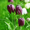 Image 3: 25 or 50 Fritillaria Meleagris Mixed Spring Flowering Bulbs