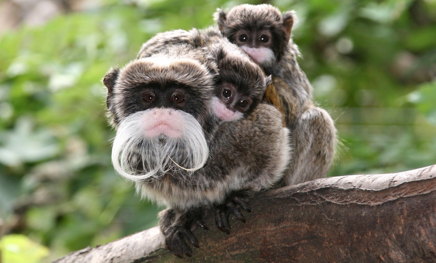 Image 6: Tageskarte für den Zoo Magdeburg für 1 oder 2 Personen