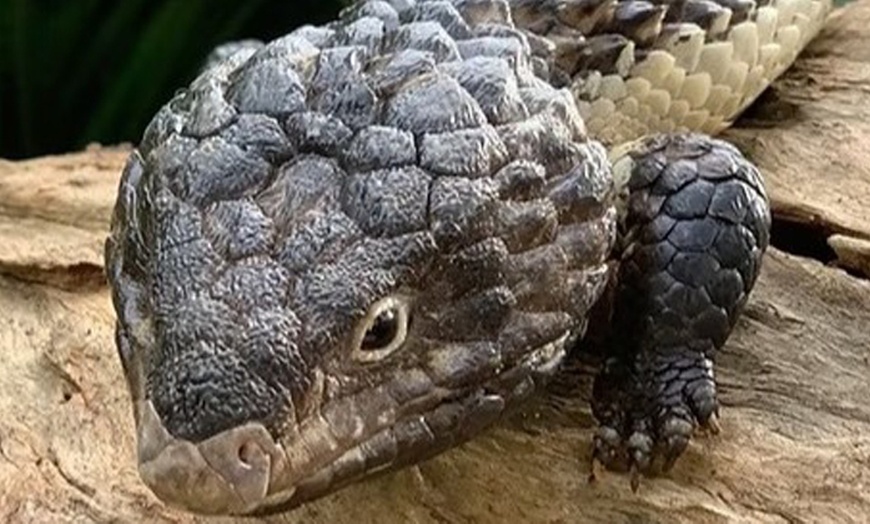 Image 8: Admission to Australian Wildlife for Child, Adult, Senior or Family