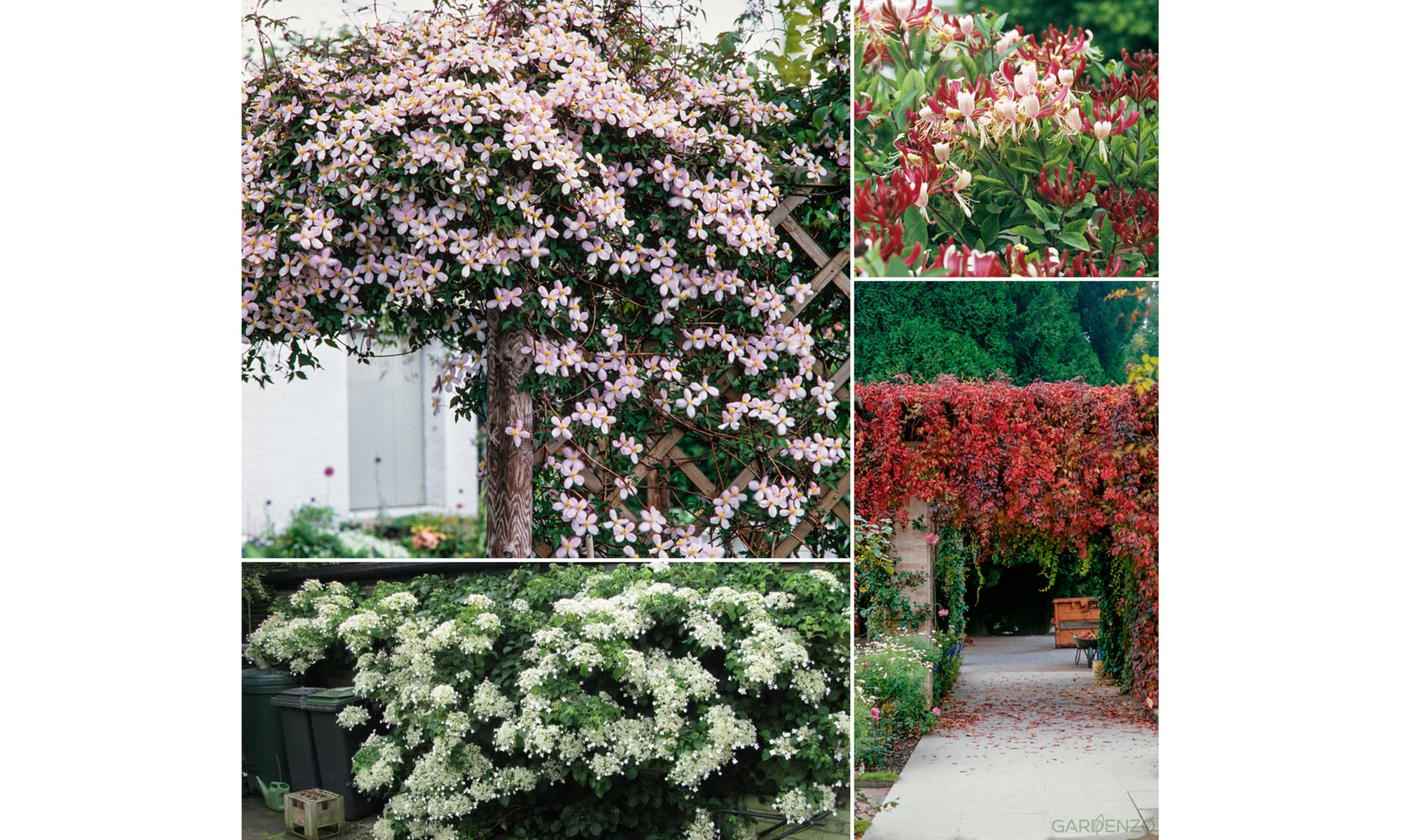Mix de 8 plantes grimpantes de Gardenzo