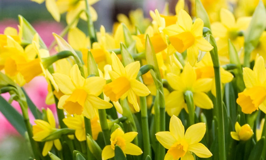 Image 5: Narcissus 'Tête-à-Tête'; Miniature Daffodils Spring Flowering Bulbs