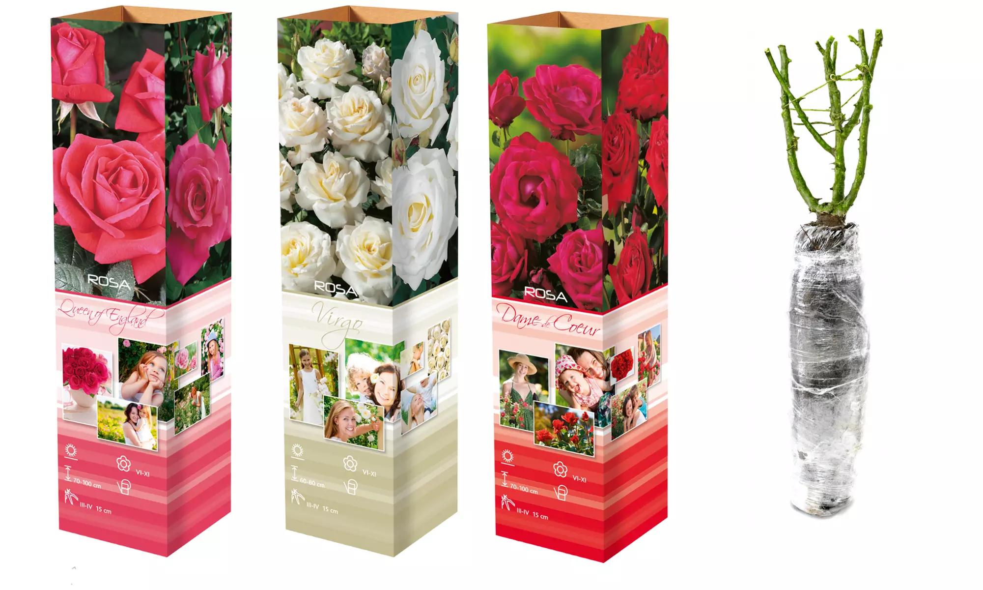 Set van 3 of 6 grootbloemige rozen