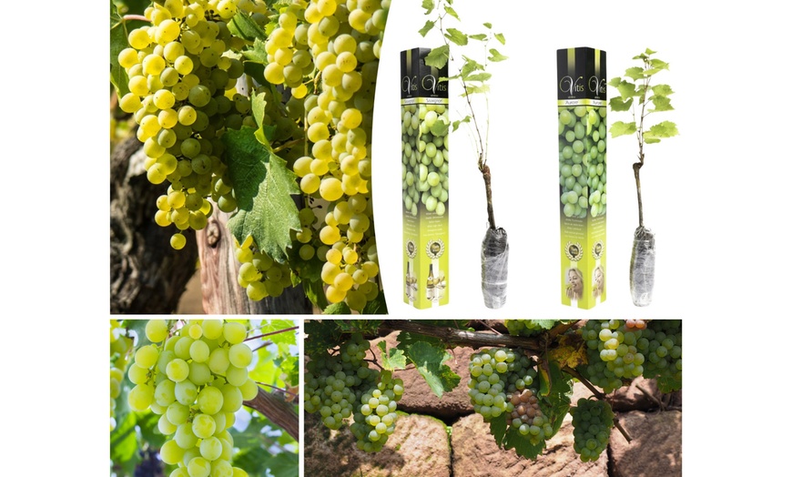 Image 2: Lot de 2 ou 4 plants de raisin à vin