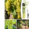 Image 2: Lot de 2 ou 4 plants de raisin à vin