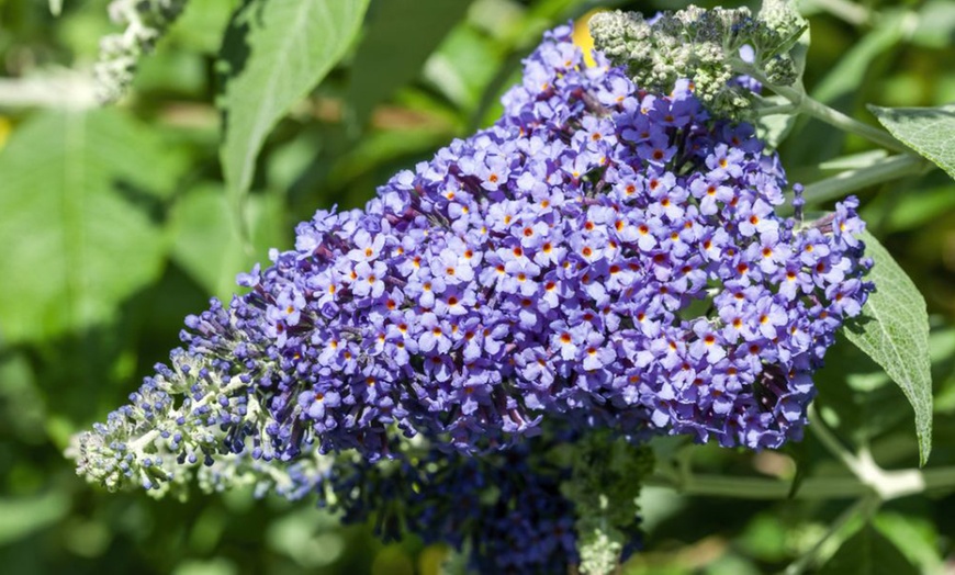 Image 12: Dwarf Patio Buddleja ‘Butterfly Candy’ Potted Plant Collections
