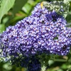 Image 12: Mixed Potted Buddleja 'Butterfly Bush' Plants 