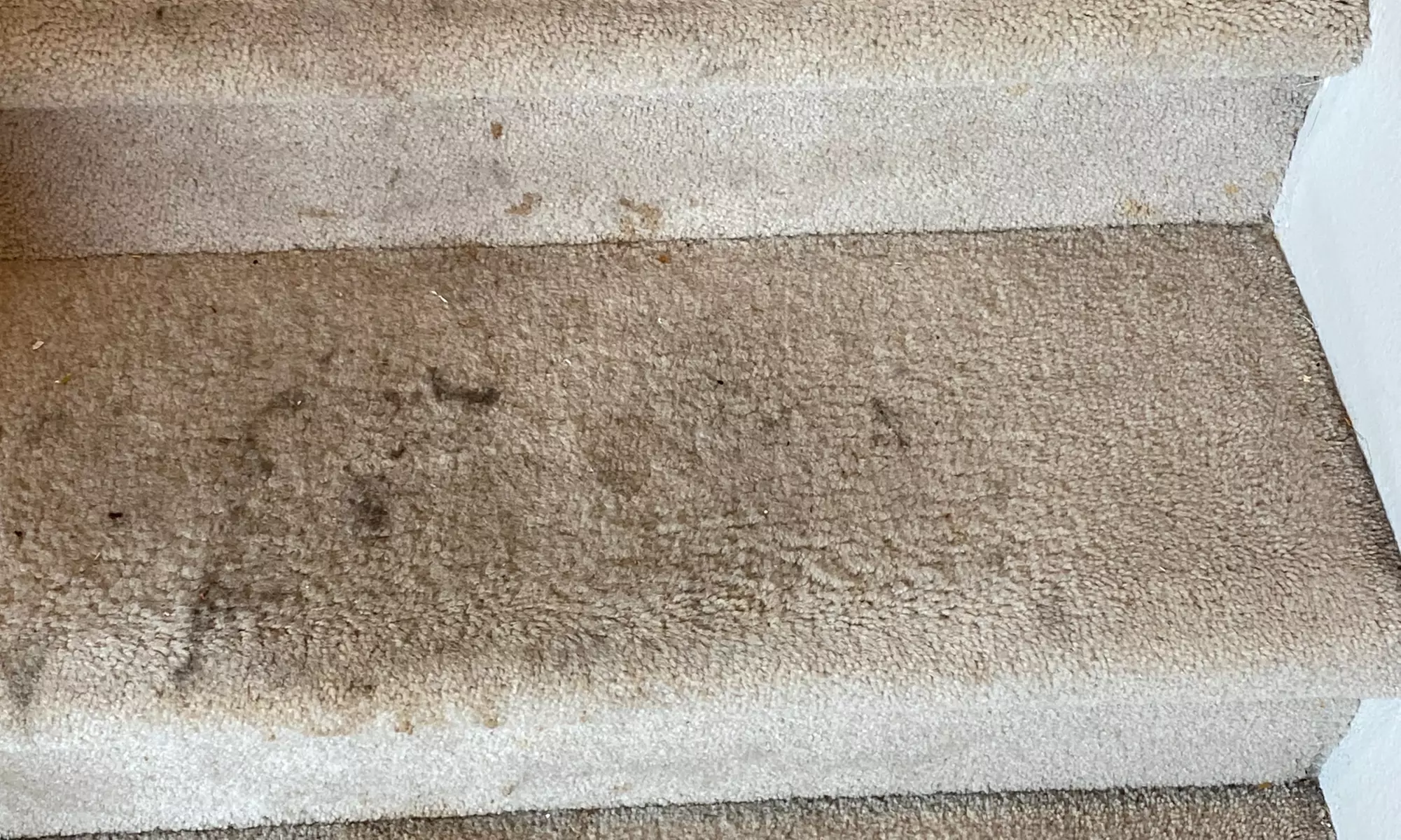 Feel Fresh: Carpet Cleaning for 3 or 5 Rooms or Upholstery Cleaning