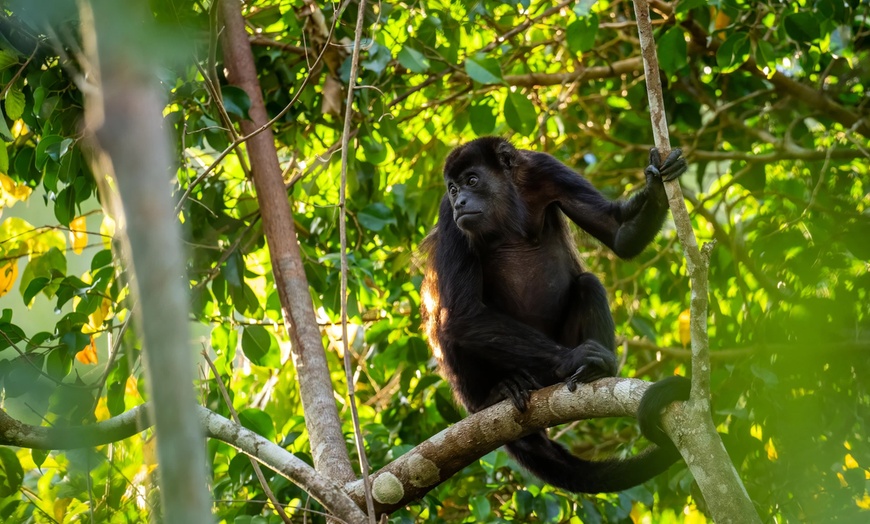 Image 25: ✈ 12-Day Ultimate Costa Rica RoadTrip w/ Air, Hotel & Car from Worldee