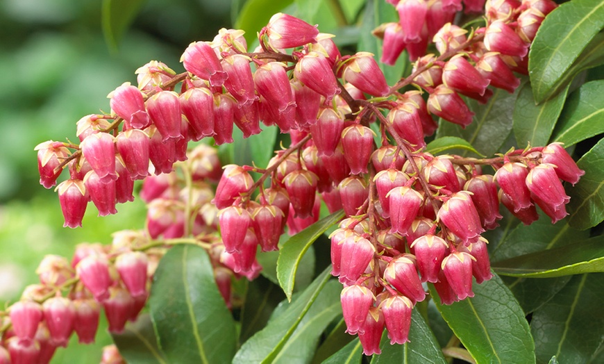 Image 5: Pieris Evergreen Collection 