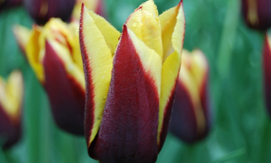 Image 3: 12 or 24 Tulip Gavota Spring Flowering Bulbs
