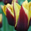 Image 3: 12 or 24 Tulip Gavota Spring Flowering Bulbs