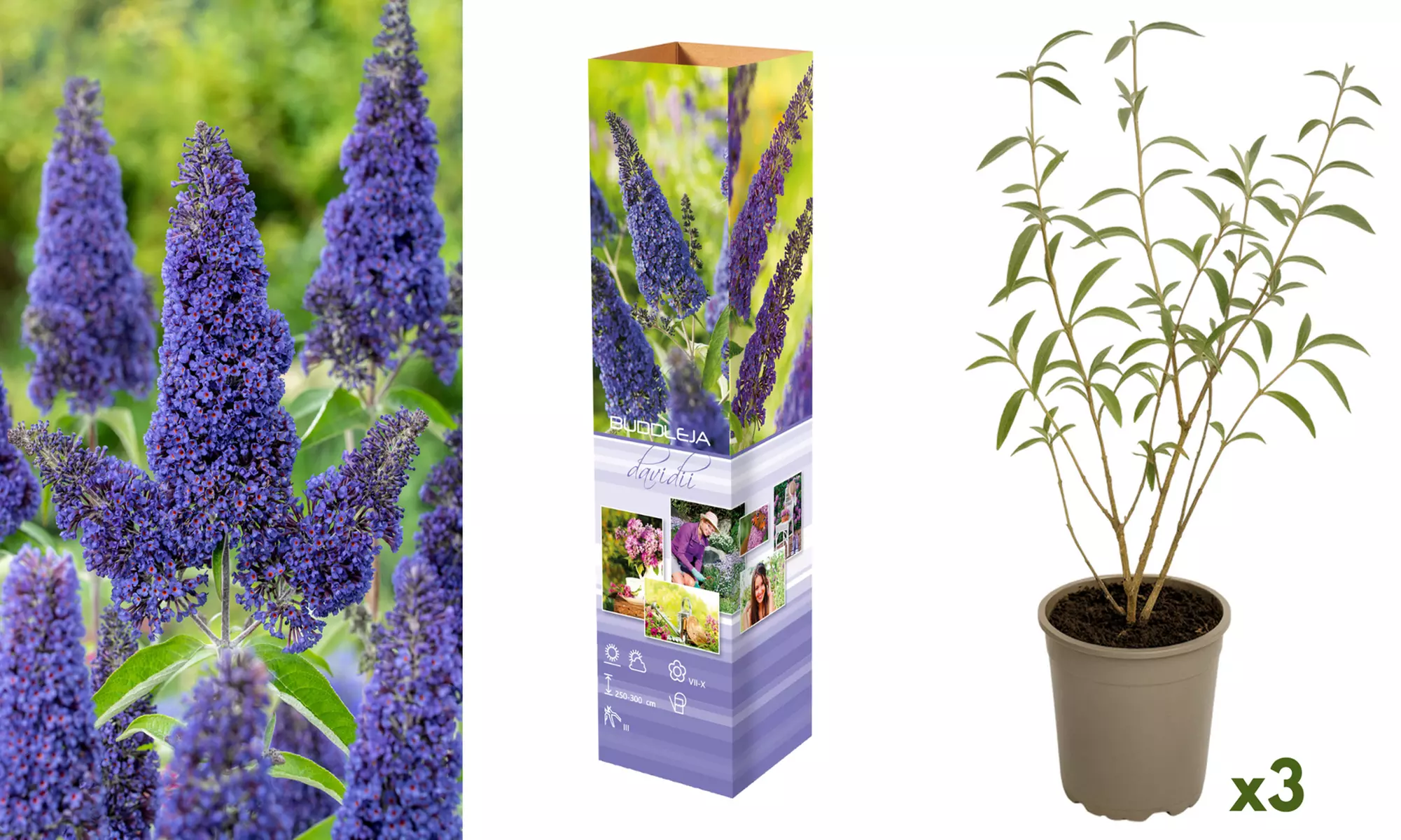 Lot de 3 ou 6 arbres à papillons Buddleia