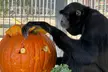 Support Wildlife Conservation: Admission to the Gibbon Conservation Center in Santa Clarita with 1 Hour Guided Tour - Second Medium