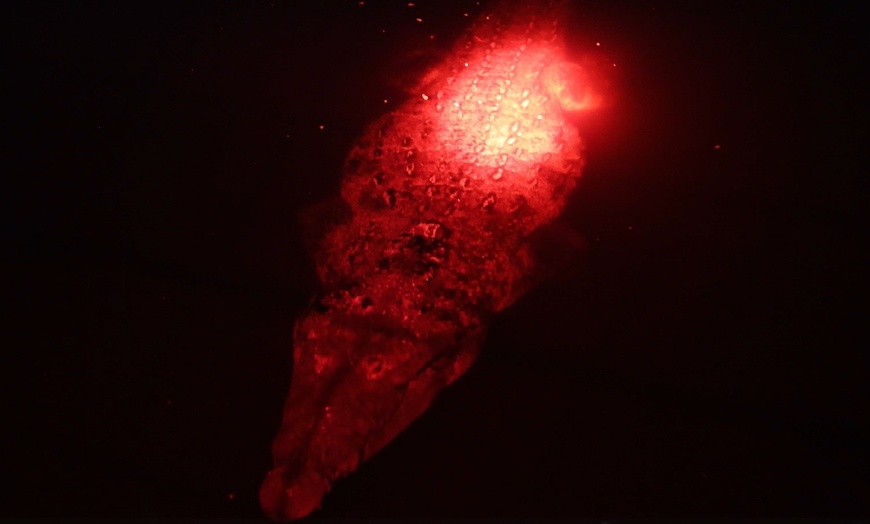 Image 6: 27% Off Lights On: A Nighttime Art Experience at Brevard Zoo